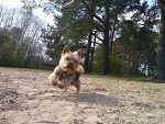 Fotoblog sznapik123