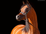 Araby