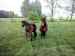 Wpis redscherry