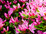 Fotoblog onimusha