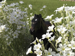 Fotoblog darkpegasusstudio