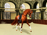 Fotoblog racingequestriancentre