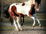 Fotoblog ronsonblog