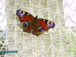 Fotoblog malinowamuffinka