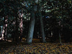 Fotoblog heronika8