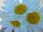 Fotoblog wercia9172