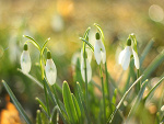 Fotoblog unwanteddaisy