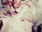 Fotoblog karonna