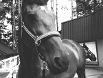 Fotoblog apolinka