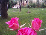 Fotoblog piekna2001