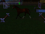 Fotoblog simshorselife