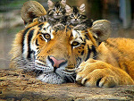 Fotoblog koniwataa9876