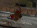 Fotoblog jatoja14402