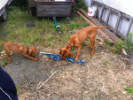 Fotoblog zecko