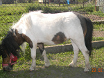 Fotoblog mustang571