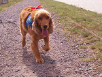 Fotoblog cockermaister