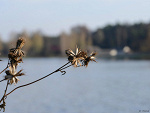 Fotoblog minimaksi