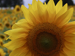 Fotoblog dagmaraax