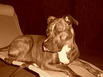 Fotoblog epietrucha