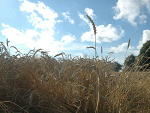 Fotoblog iggggggy
