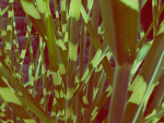 Fotoblog beautifulnatureview