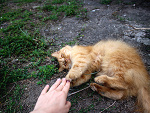 Wpis felinesoul