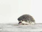 Fotoblog smakpomaranczy
