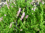 Fotoblog kwiat997