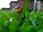 Fotoblog toffifeeeee