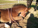 Fotoblog niagnes