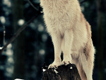 Fotoblog yochimuzetsubou