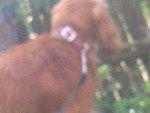 Fotoblog gingerpozdro