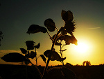 Fotoblog decode01