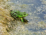 Fotoblog aziiia