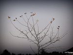 Fotoblog bukos98