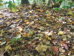 Fotoblog shot3