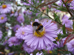 Fotoblog horsella2606