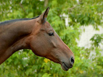 Fotoblog kon0