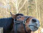 Fotoblog kucykirzadza