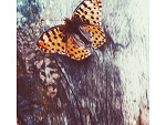 Fotoblog nowaaak