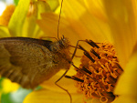Fotoblog ladyplaga