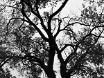 Fotoblog foliee