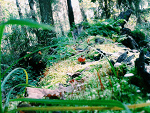 Fotoblog malymetalek