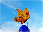 Fotoblog lawendowanuta