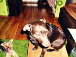 Fotoblog dwapsiaki
