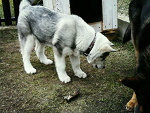 Fotoblog dooooooooooominika