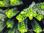 Fotoblog karolinaphotography1