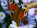 Fotoblog bartoszft