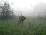 Fotoblog seelater