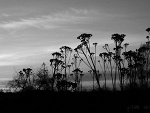 Fotoblog bilafciaa23
